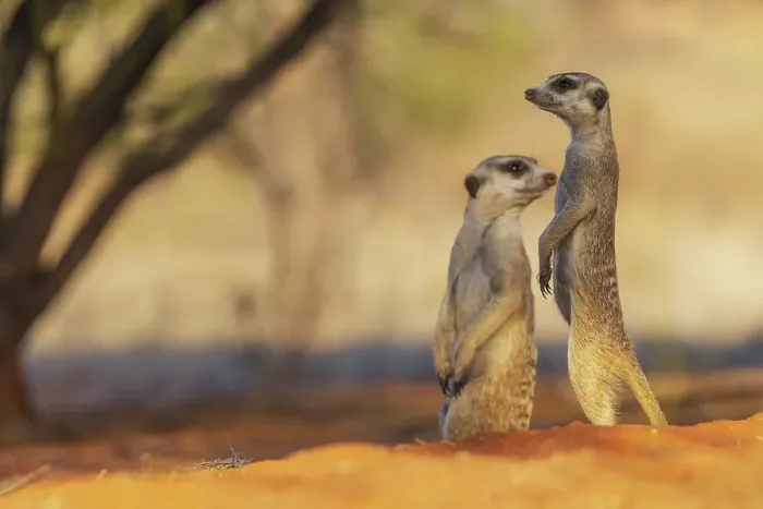 Framed Print : Pair of meerkats on the lookout for possible predators in the Kalahari Desert Framed Print : Pair of meerkats on the lookout for possible predators in the Kalahari Desert