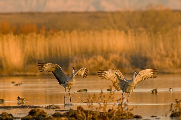 A pair of migratory sandhill cranes, grus canadensis, come in for a landing in a