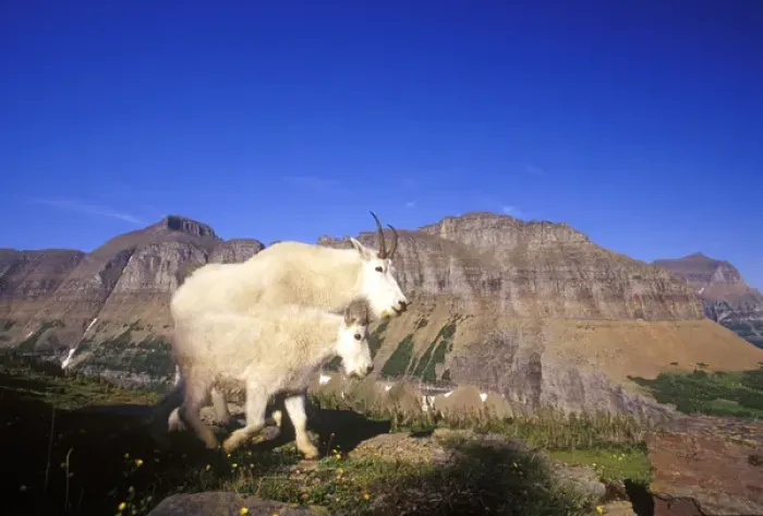 Framed Print : Pair of mountain goats at Logan Pass in Glacier National Park in Montana