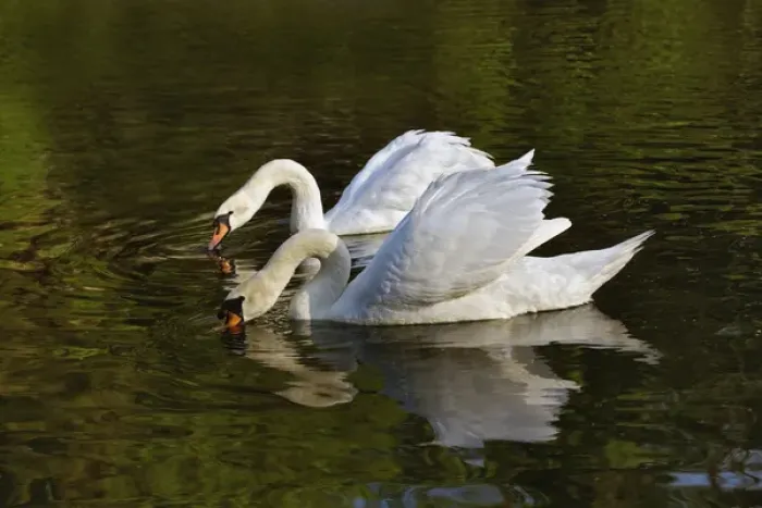 Framed Print : Pair of Mute Swans feeding, Louisville, Kentucky (Cygnus olor) Framed Print : Pair of Mute Swans feeding, Louisville, Kentucky (Cygnus olor)