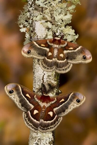 Pair of North American Silk Moth Hyalopora columbia photographed Sammamish, Washington
