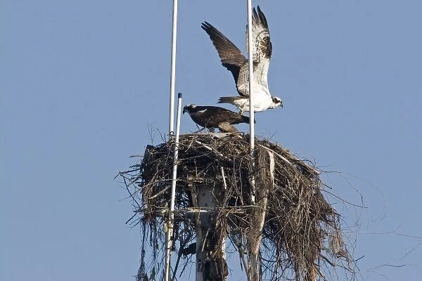 Pair of ospreys on nest built at the top of ships mast in San Diego harbor