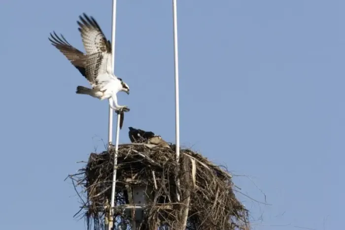 Framed Print : Pair of ospreys on nest built at the top of ships mast in San Diego harbor Framed Print : Pair of ospreys on nest built at the top of ships mast in San Diego harbor