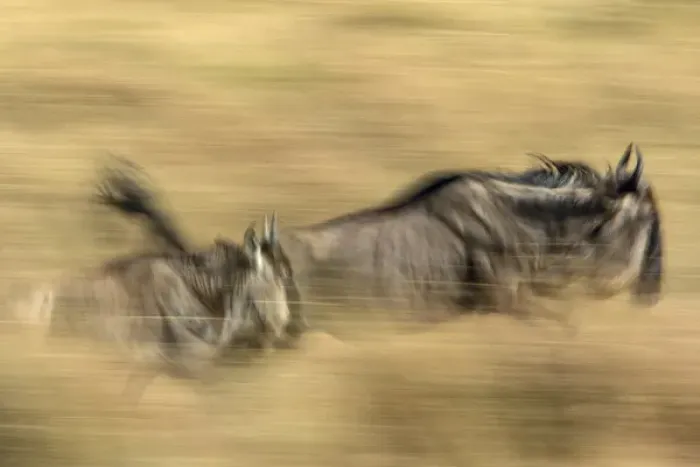Framed Print : Pair of running Wildebeests in motion with slow exposure effect, Masai Mara, Kenya Framed Print : Pair of running Wildebeests in motion with slow exposure effect, Masai Mara, Kenya