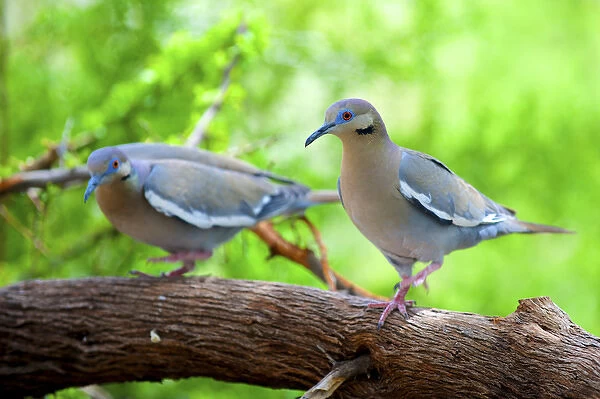 The pair of white-winged doves (Zenaida asiatica) perched on a branch