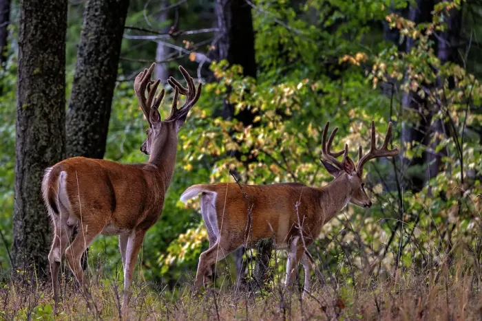Framed Print : Pair of whitetail deer bucks in woods of Whitefish, Montana, USA Framed Print : Pair of whitetail deer bucks in woods of Whitefish, Montana, USA
