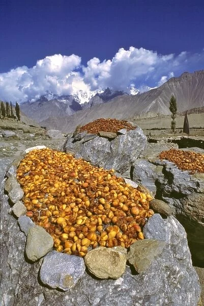 Pakistan, N-W Frontier Province, Nagar Valley. Dried apricots are a mainstay in the