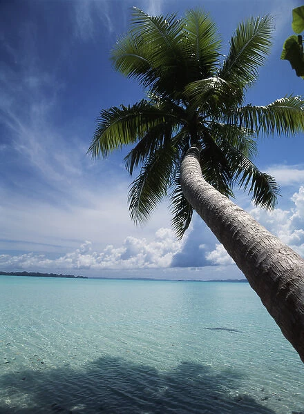 Palau, Micronesia, Palm tree at Palau Lagoon