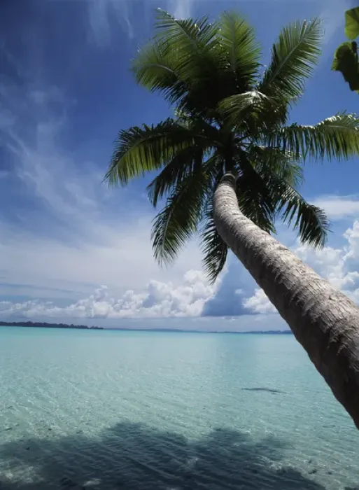 Framed Print : Palau, Micronesia, Palm tree at Palau Lagoon Framed Print : Palau, Micronesia, Palm tree at Palau Lagoon