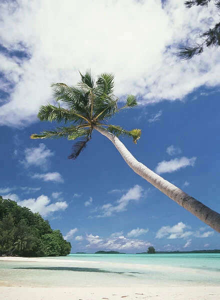 Palau, Palm trees along tropical beach