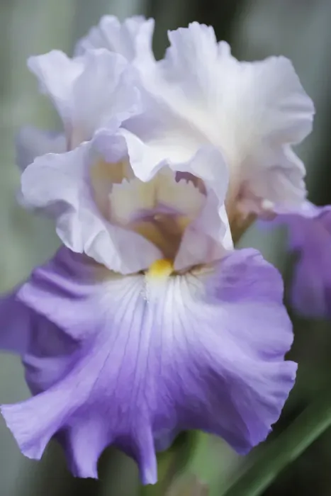 Framed Print : Pale lavender bearded iris bloom Framed Print : Pale lavender bearded iris bloom