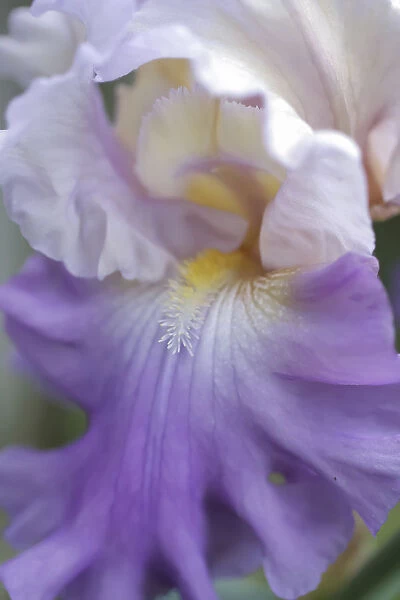 Pale lavender bearded iris close-up