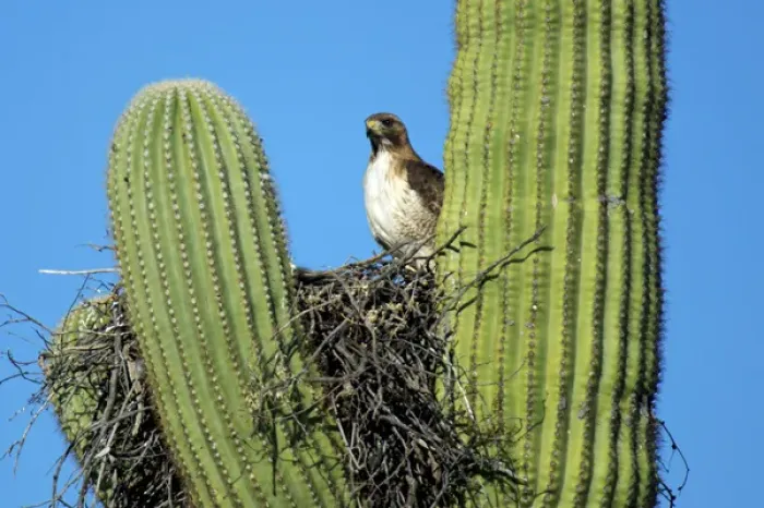 Framed Print : A pale morph red-tailed hawk (Buteo jamaicensis) nests in the arms of a saguaro cactus Framed Print : A pale morph red-tailed hawk (Buteo jamaicensis) nests in the arms of a saguaro cactus