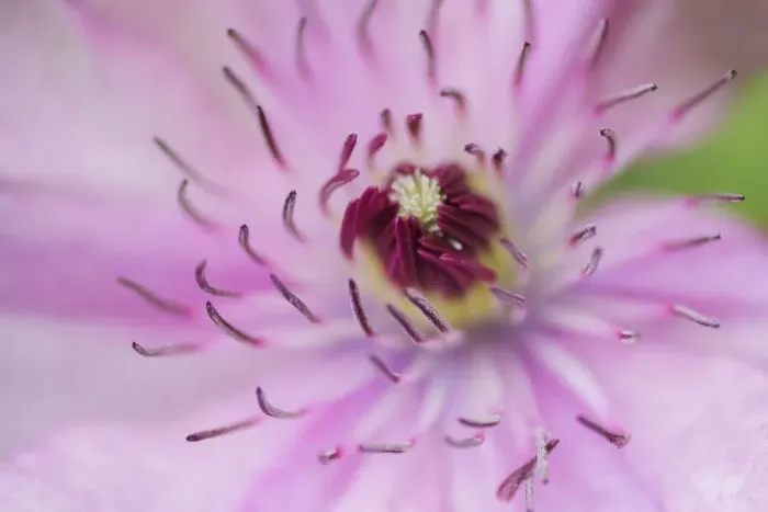 Framed Print : Pale pink clematis blossom Framed Print : Pale pink clematis blossom