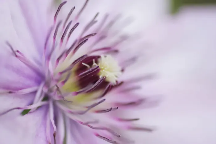 Framed Print : Pale pink clematis blossom Framed Print : Pale pink clematis blossom