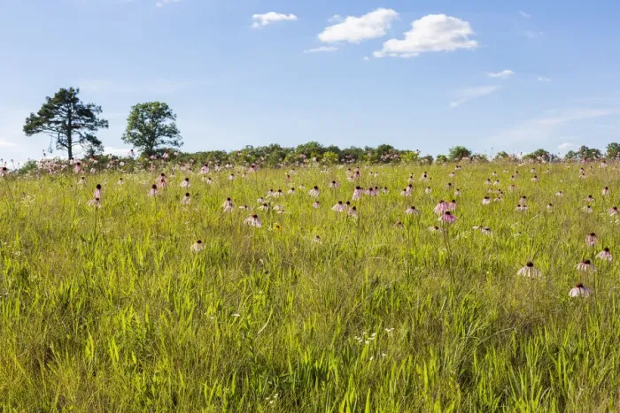 Framed Print : Pale Purple Coneflowers (Echinacea pallida) White River Trace Conservation Area, Dent County