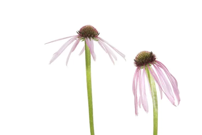 Framed Print : Pale Purple Coneflowers. Marion County, Illinois, USA Framed Print : Pale Purple Coneflowers. Marion County, Illinois, USA