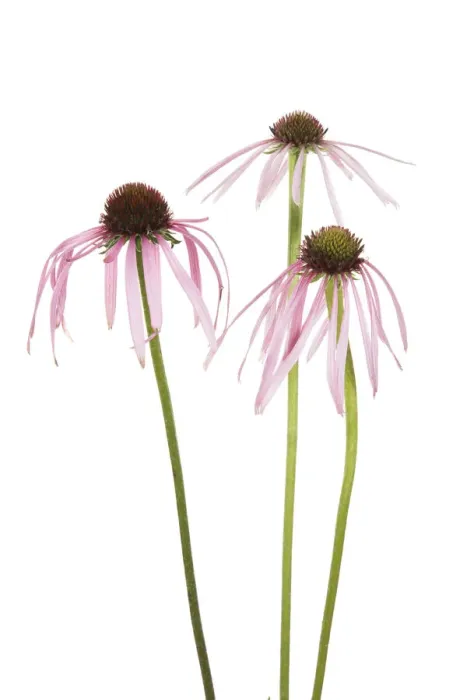 Framed Print : Pale Purple Coneflowers. Marion County, Illinois, USA Framed Print : Pale Purple Coneflowers. Marion County, Illinois, USA