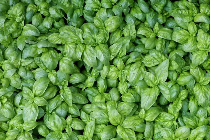 Framed Print : Palermo, Sicily. Fresh basil at farmers market Framed Print : Palermo, Sicily. Fresh basil at farmers market