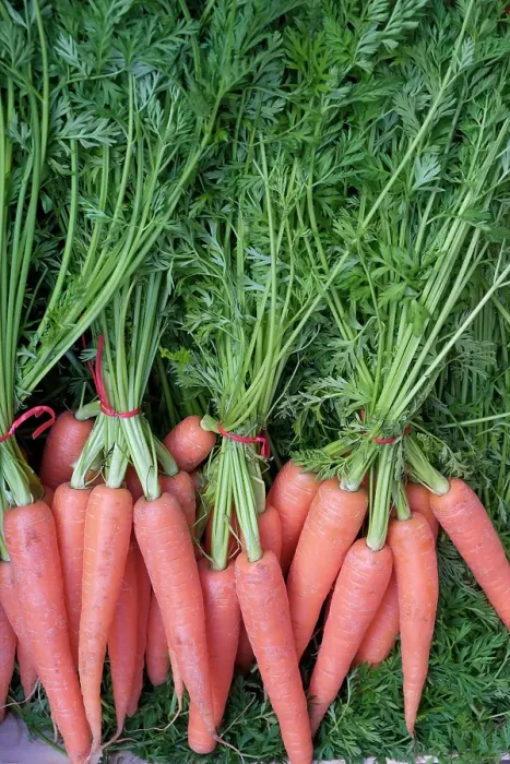 Framed Print : Palermo, Sicily. Fresh carrots for sale at the Ballaro market Framed Print : Palermo, Sicily. Fresh carrots for sale at the Ballaro market