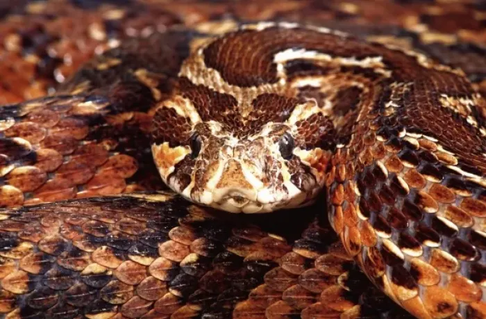 Framed Print : Palestine Viper, Daboia (Vipera) palestinae, Native to Israel nort to Lebanon
