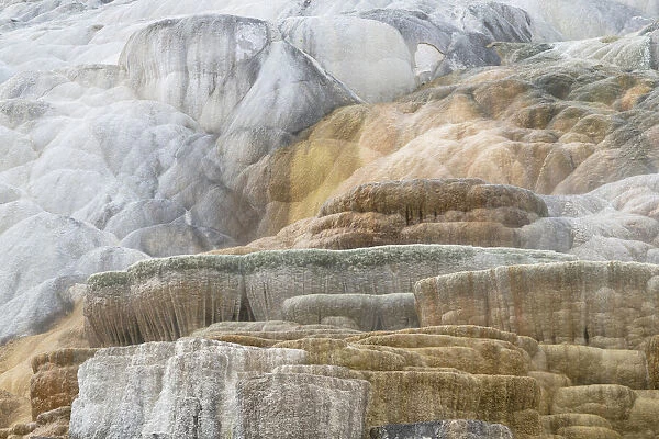 Palette Spring Terraces composed of travertine deposits colored by thermophilic bacteria. Mammoth Hot Springs, Yellowstone National Park