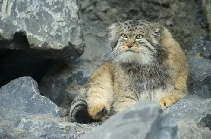 Framed Print : Pallass Cat, Manul (Otocolobus manul or Felis manul), Asia Framed Print : Pallass Cat, Manul (Otocolobus manul or Felis manul), Asia