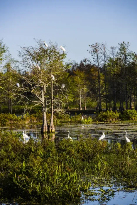 Framed Print : Palm Beach, Florida. Dozen of Egrets in a tree and wetlands Framed Print : Palm Beach, Florida. Dozen of Egrets in a tree and wetlands