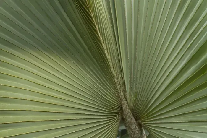 Framed Print : Palm, Belize Botanic Garden Framed Print : Palm, Belize Botanic Garden