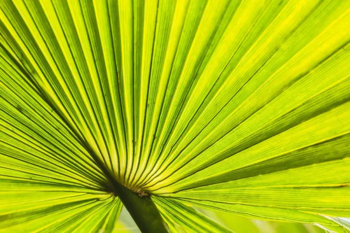 Framed Print : palm fan, Southern CA, USA Framed Print : palm fan, Southern CA, USA