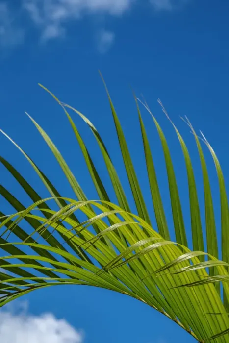 Framed Print : Palm frond Framed Print : Palm frond
