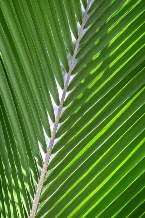 Framed Print : Palm frond Framed Print : Palm frond