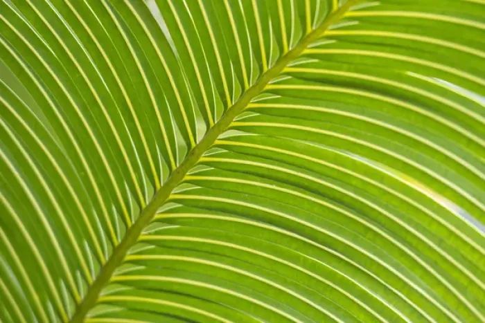 Framed Print : Palm frond diagonal