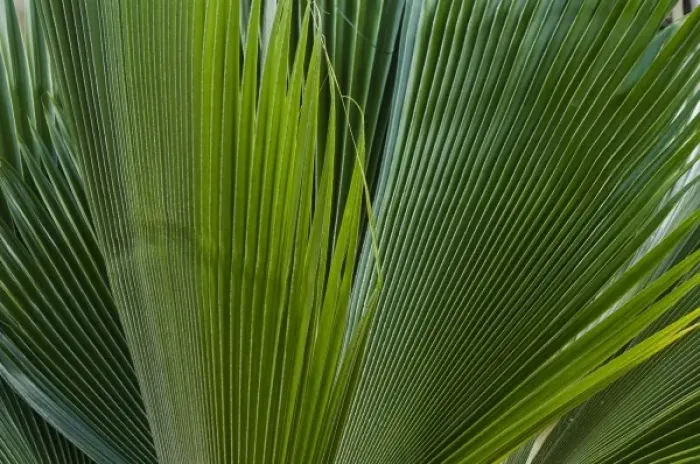 Framed Print : Palm frond on La Digue Island Framed Print : Palm frond on La Digue Island