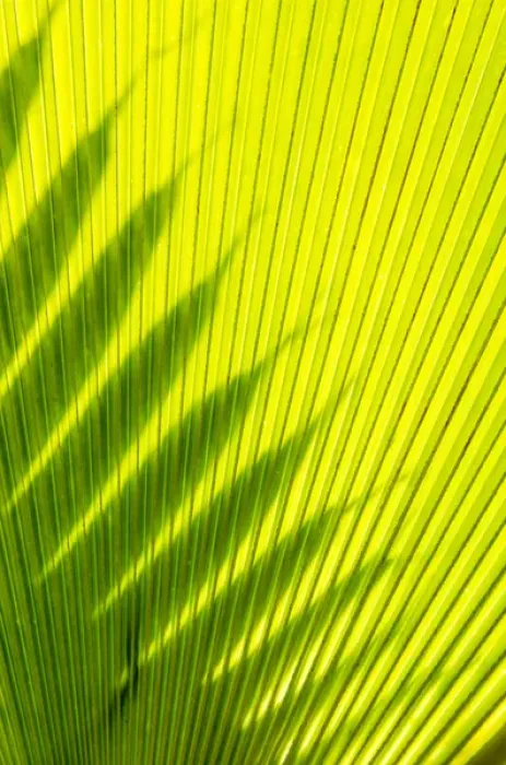 Framed Print : Palm frond in Na `Aina Kai Botanical Gardens & Sculpture Park, Kauai, Hawaii
