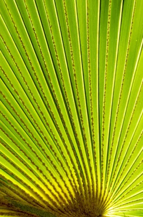 Framed Print : Palm frond in Na `Aina Kai Botanical Gardens & Sculpture Park, Kauai, Hawaii Framed Print : Palm frond in Na `Aina Kai Botanical Gardens & Sculpture Park, Kauai, Hawaii