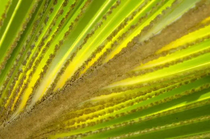 Framed Print : Palm frond in Na `Aina Kai Botanical Gardens & Sculpture Park, Kauai, Hawaii