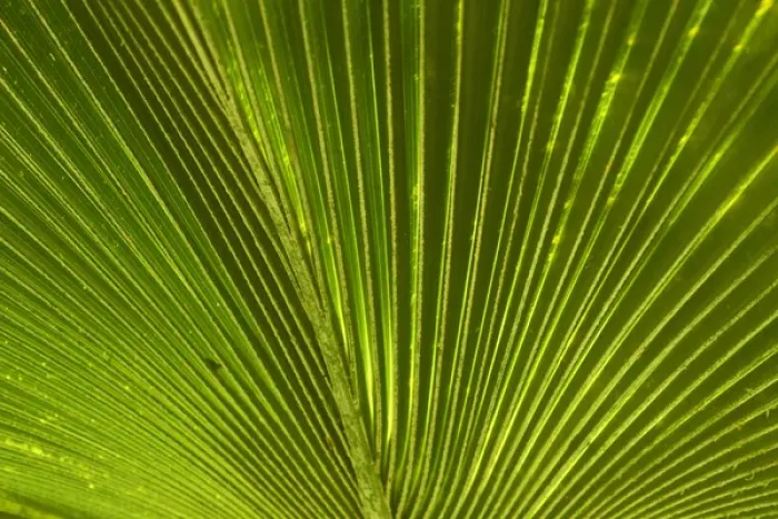 Framed Print : Palm frond, Nadi, Viti Levu, Fiji, South Pacific Framed Print : Palm frond, Nadi, Viti Levu, Fiji, South Pacific