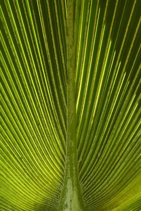 Framed Print : Palm frond, Nadi, Viti Levu, Fiji, South Pacific Framed Print : Palm frond, Nadi, Viti Levu, Fiji, South Pacific