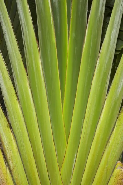 Framed Print : Palm frond pattern, Coral Coast, Viti Levu, Fiji, South Pacific Framed Print : Palm frond pattern, Coral Coast, Viti Levu, Fiji, South Pacific