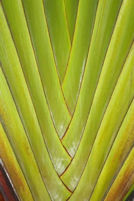 Framed Print : Palm frond pattern, Coral Coast, Viti Levu, Fiji, South Pacific Framed Print : Palm frond pattern, Coral Coast, Viti Levu, Fiji, South Pacific
