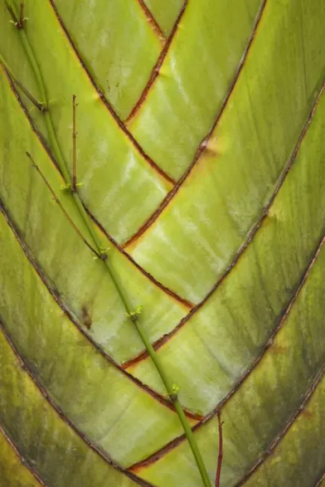 Framed Print : Palm frond pattern, Coral Coast, Viti Levu, Fiji, South Pacific Framed Print : Palm frond pattern, Coral Coast, Viti Levu, Fiji, South Pacific