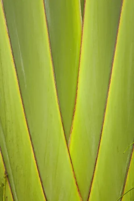 Framed Print : Palm frond pattern, Coral Coast, Viti Levu, Fiji, South Pacific Framed Print : Palm frond pattern, Coral Coast, Viti Levu, Fiji, South Pacific