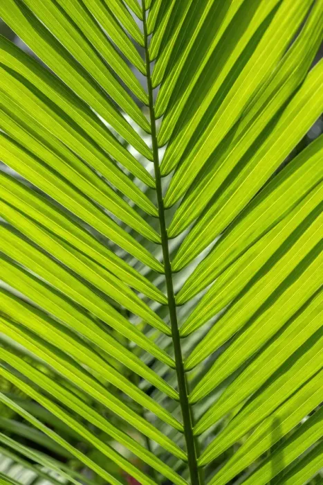 Framed Print : Detail of palm fronds Framed Print : Detail of palm fronds