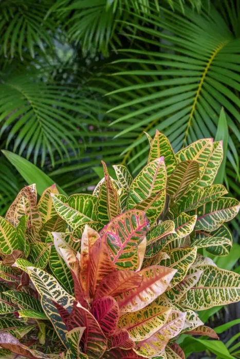 Framed Print : Palm fronds and Croton plants Framed Print : Palm fronds and Croton plants