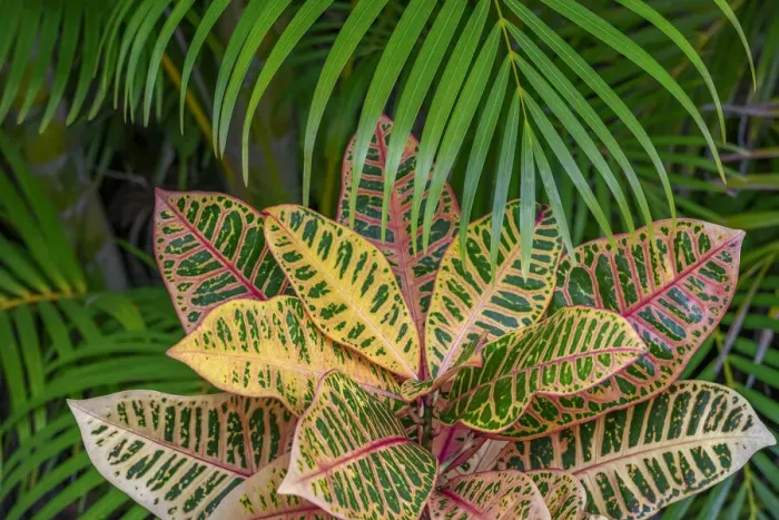 Framed Print : Palm fronds and Croton plants
