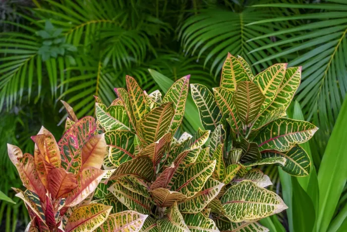 Framed Print : Palm fronds and Croton plants Framed Print : Palm fronds and Croton plants