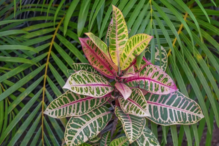 Framed Print : Palm fronds and Croton plants Framed Print : Palm fronds and Croton plants