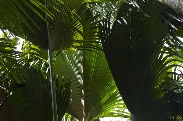 Palm fronds in Vallee de Mai forest