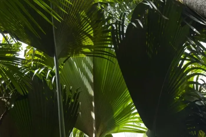 Framed Print : Palm fronds in Vallee de Mai forest